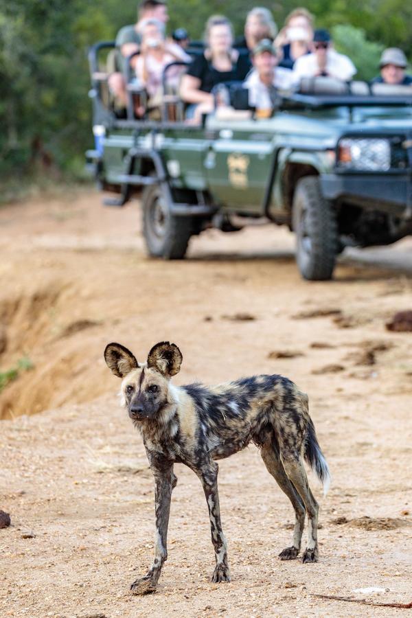 Shindzela Tented Camp Timbavati viltreservat Exteriör bild